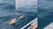 Antalya Bacağına Olta Dolanan Martıyı Tekne Kaptanı Kurtardı
