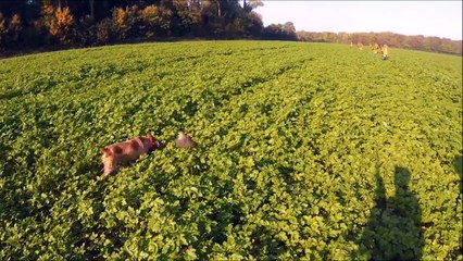 TOP 10 de charge de sangliers ! Attack of Wild Boar !!!