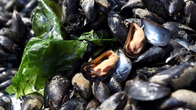 Les moules de Zélande 2018 enfin disponibles