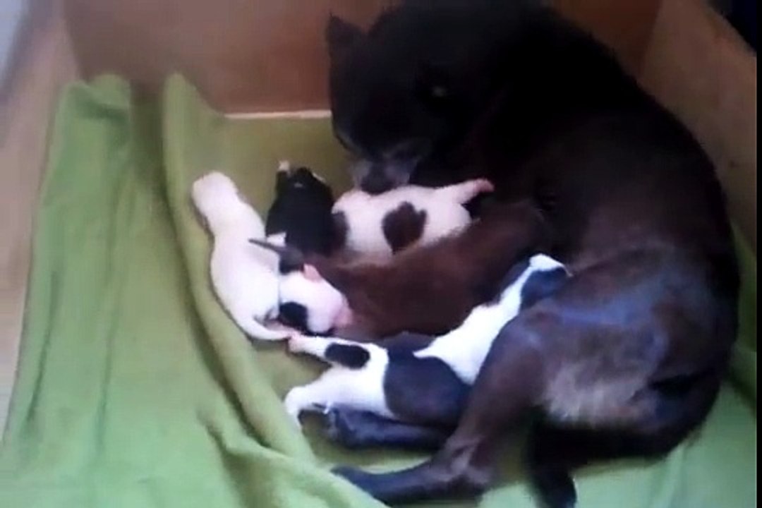 Dog nursing orphaned raccoon