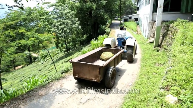Glenburn Tea Estate- how the best Darjeeling tea is made