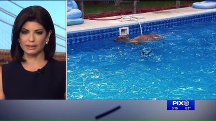 Deer Found Swimming in New Jersey Pool