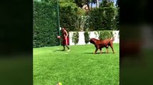 messi vuelve loco su perro haciendole sombreritos