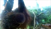 【Heartwarming Moment】An adorable moment was captured when an Orangutan interacts with a baby named Eli at a zoo in Louisville, Kentucky, USA, on July 23. The