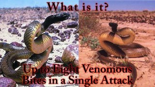 Worlds Most Venomous Snake