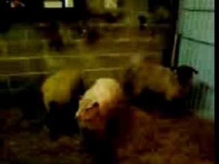 la veille de l'aid el kebir