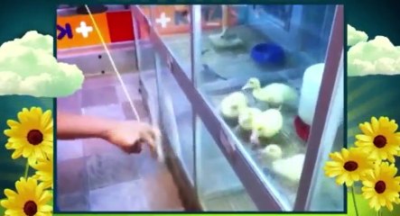 America Cutest S01xxE04 America s Cutest Pet 2011 - Part 02