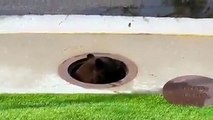 【Video】Video captures a bear climbing free of a storm drain after the manhole cover was lifted. The rescue happened in Colorado Springs, USA, on July 26. Wildli