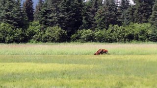 Grizzly Bear Charge and Attack!