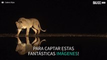 Fotógrafo capta imágenes fascinantes de leones matando la sed