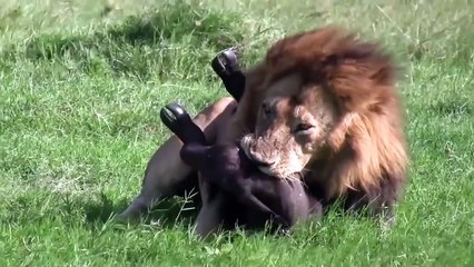 Lions Attacking Buffalo Footage, Always Happen inThe Wild Life