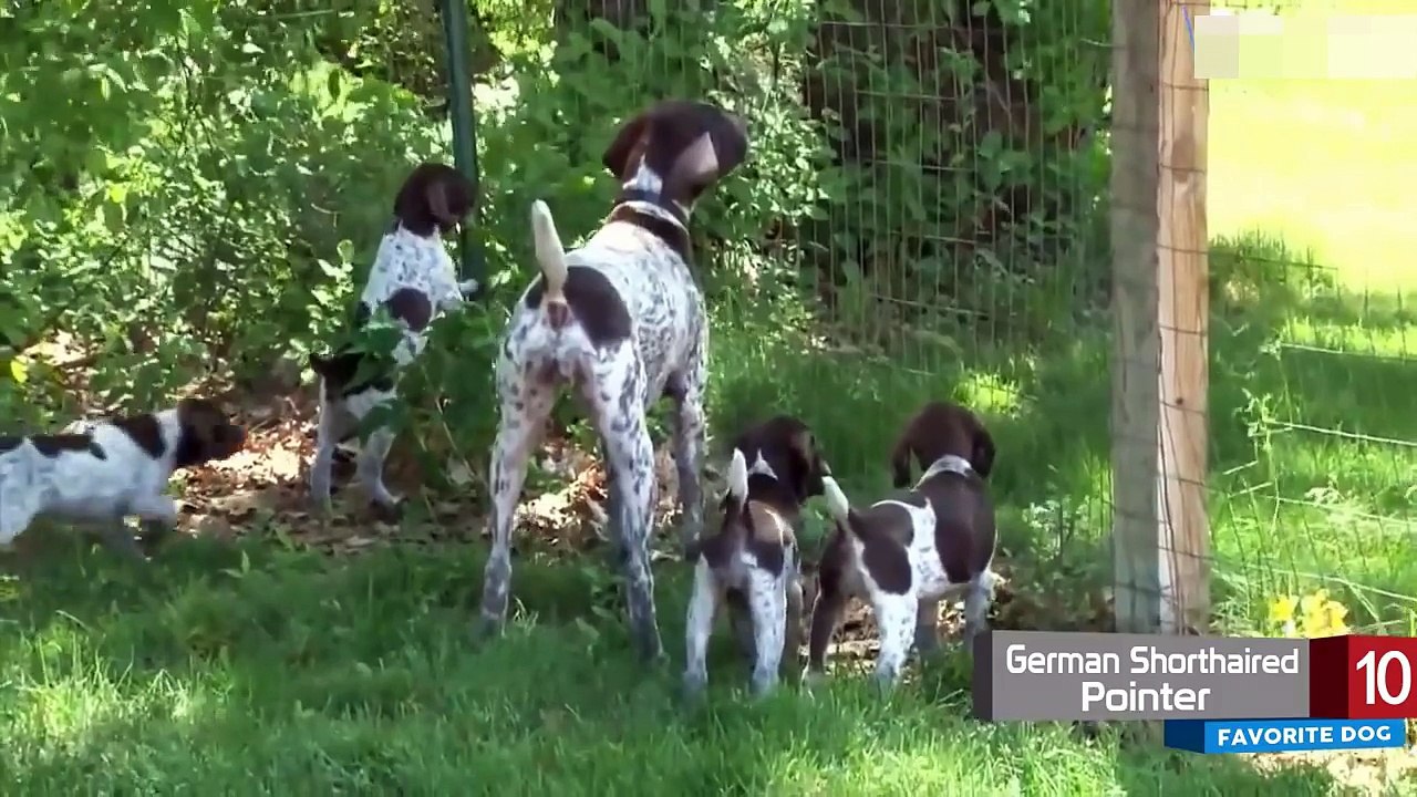 America's  10 Favorite Dog Breeds