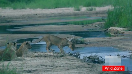 Lions Life, Family Time, Playing in The River
