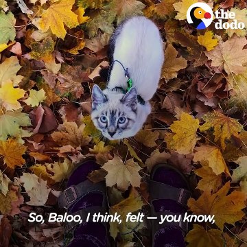 Dog Comforts His Cat Brother In The Cutest Way - HENRY & BALOO | The Dodo Odd Couples