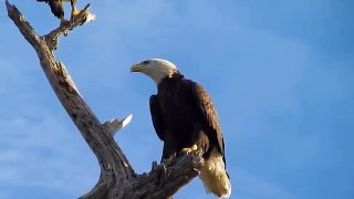 American Bald Eagles Mary & Joseph, Sept. new. Freedom, love prevail.