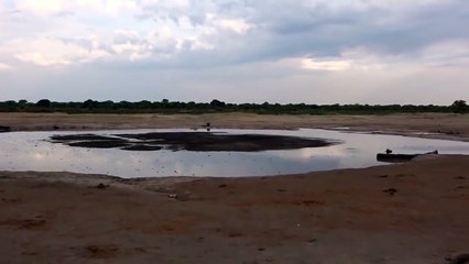 Young Hippo Playing With Crocodile