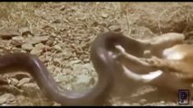 SNAKE Vs LION FIGHT SEEN||That You Have Never Seen Before