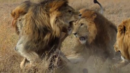 Intrepid Lions of Africa - Nat Geo Wild Lions Documentary