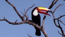 Toco Toucan, pause for rest, Ramphastos toco, The colors of nature, Brazilian fauna,