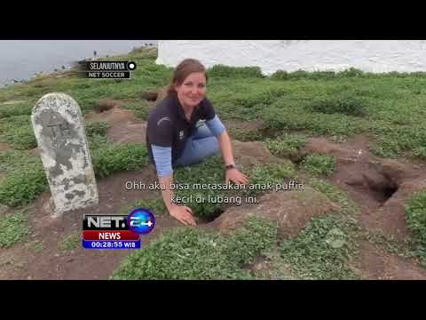 Para Peneliti Satwa Sensus Burung Puffin Asal Inggris-NET24