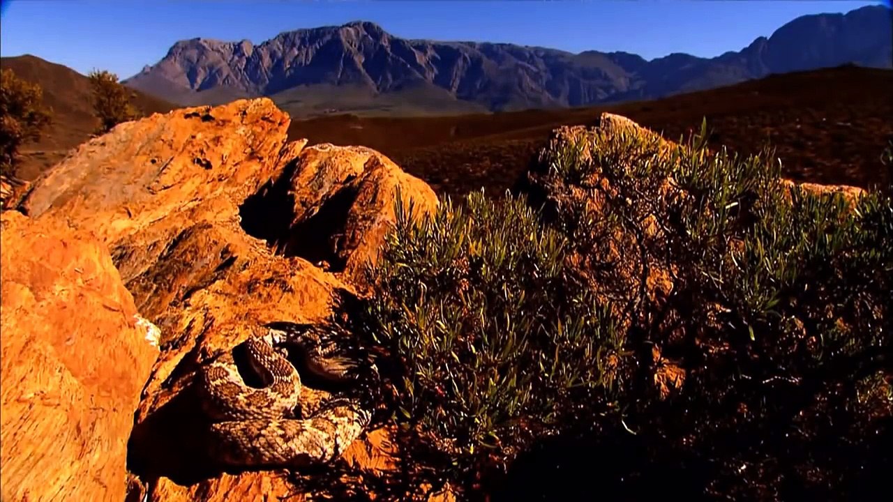 Most spectacular Eagle vs Snake compilation - Amazing Animals Snake & Python