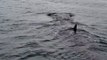 Family on Boat Spot Whale Shark Close to Shore at Gulf Coast
