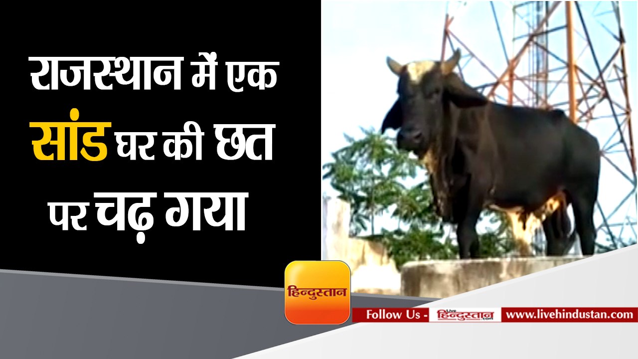 Rajasthan News I Bull stuck on rooftop of house...