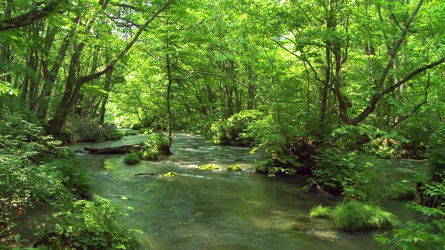 Relaxing Music for stress relief〜Harp Music〜Instrumental Harp〜癒しのハープ〜癒し動画