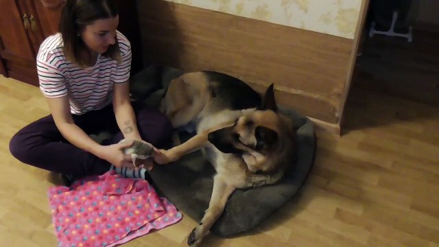 Африканский ежик и собака / кошка