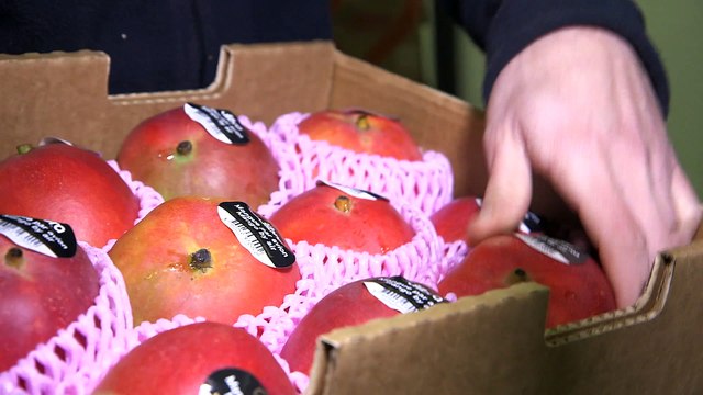 EXCLU AVANT-PREMIERE: Capital (M6): Des mangues déjà mûres qui voyagent par avion... Oui mais à quel prix? - VIDEO