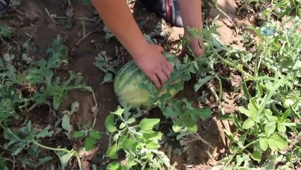 Sel Suları Sera ve Ekili Alanlara Zarar Verdi
