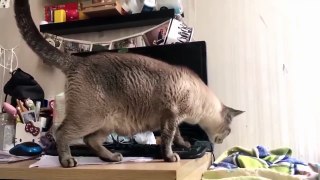 Funny Life You Will Laugh At This Animals Cute Is Not Enough Funny Cats Compilation Week 1, July 2018 Part 2