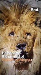 داستان " مرجان " آخرین شیر افغانستانحتا شیر و حیوانات هم از دست ما مردم آزار و اذیت شدند ☹