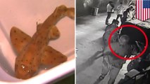 Thieves steal shark from aquarium in a baby stroller - TomoNews