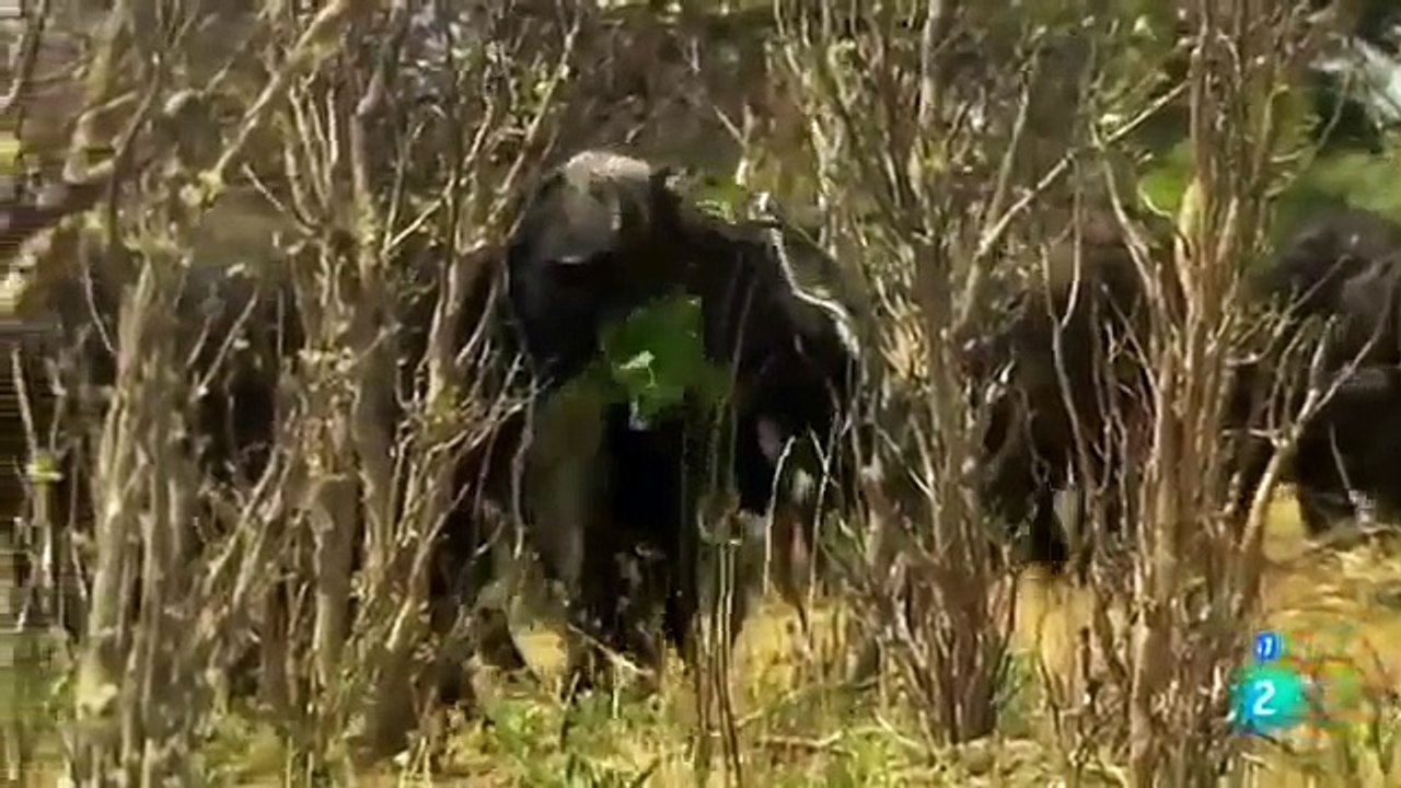DOCUMENTALES ANIMALES