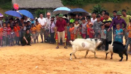 Chọi Trâu Tuyên Quang - Lễ hội Chọi Dê ở Hùng Đức - Hàm Yên - Tuyên Quang