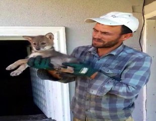 Kümesine Dadanan Çakala Nasihat Etti