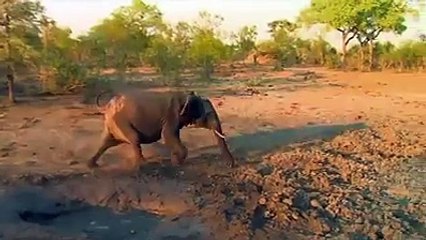 Mother  Save Baby Elephant from Dog