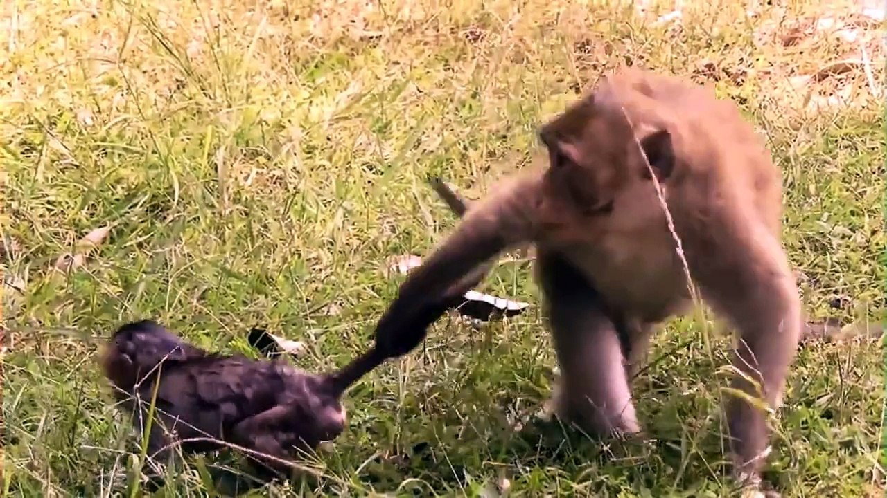Monkey Save Baby  From Crocodile
