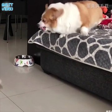 Корги ругаются друг с другом