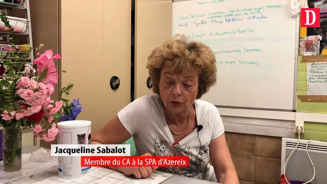 Un afflux de chats dans les refuges