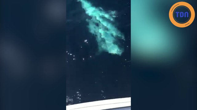 Un requin de 6 mètres filmé près de Marseille !