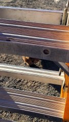 Wombat Thinks It's a Guard Dog