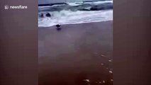 Greedy seagull swallows baby shark whole