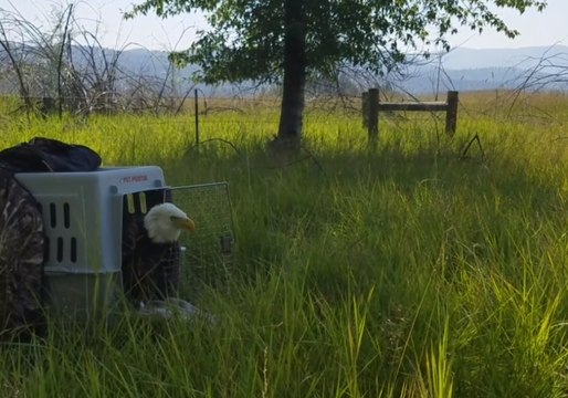 Bald Eagle Released Into Wild After Rehabilitation in Montana