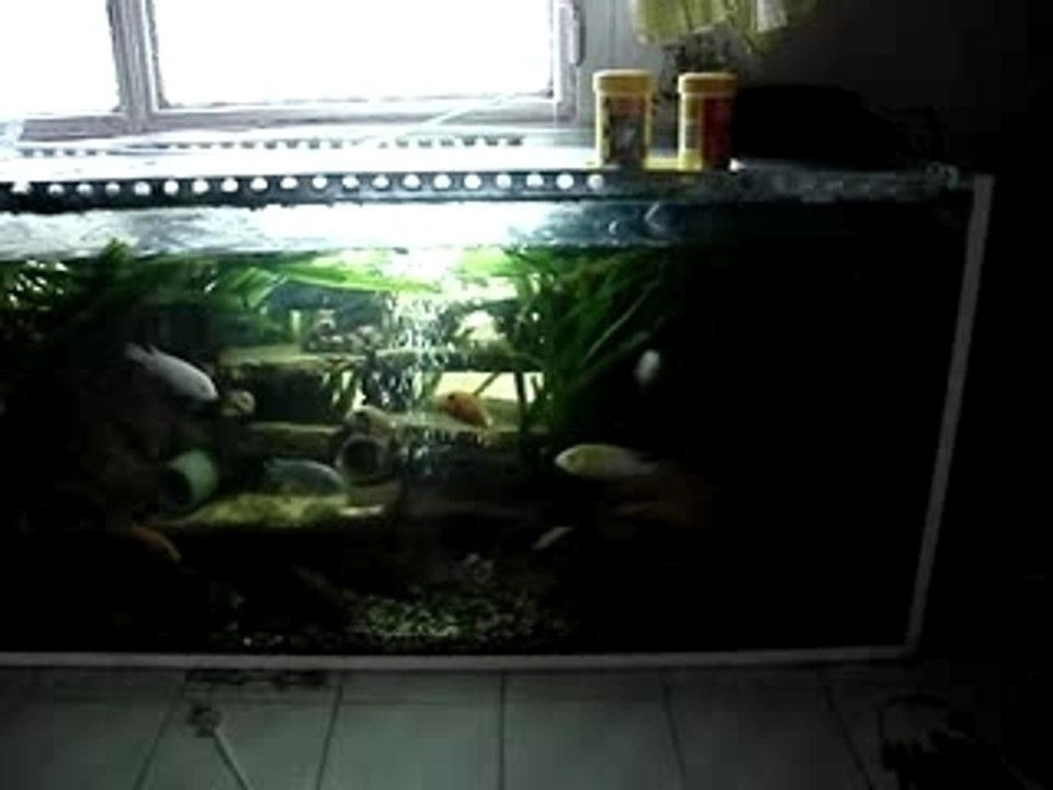 cichlid malawi nourriture