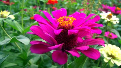 'Türk ninenin Kırgızca sevgisi şiir yazdırdı' - BİŞKEK