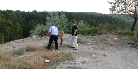 Eşek İnadı' Dedikleri Tam da Bu