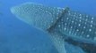 Family Diving Trip Turns Into Rescue Mission to Free Whale Shark Entangled in Fishing Line