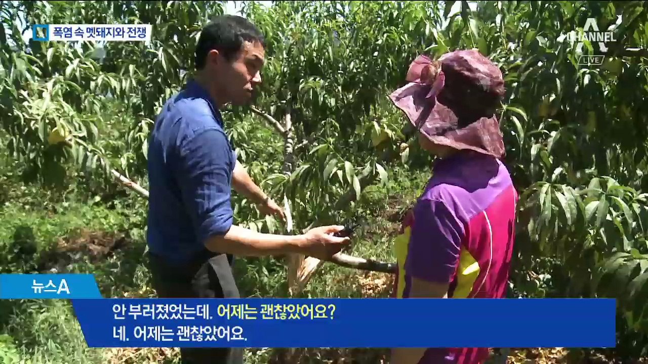 폭염에 멧돼지까지 기승…농작물 피해에 농민 ‘울상’